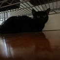 Photo of Soba