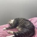 Photo of Twix