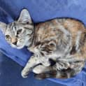 Photo of Cinnamon