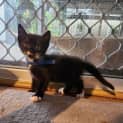 Photo of Moustachio