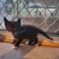 Photo of Moustachio