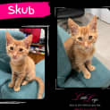 Photo of Skub