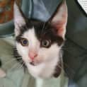 Photo of Bugsy