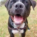 Photo of Stubby