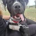 Photo of Stubby