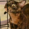 Photo of Stunning Willow