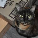 Photo of Stunning Willow