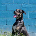 Photo of Hank