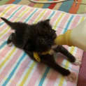 Photo of Splodge