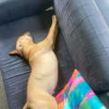 Photo of Dex