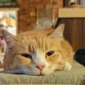 Photo of Peach