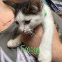 Photo of Froggy