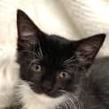 Photo of Splodge