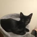 Photo of Starling