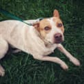 Photo of Rue