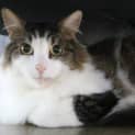 Photo of Pumpkin Ortiz