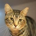 Photo of Tigger
