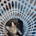 Photo of Pepper