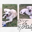 Photo of Polly