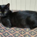 Photo of Cinda