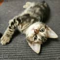 Photo of Pepper