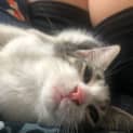 Photo of Smooch