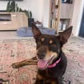 Photo of Annie