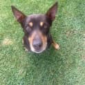 Photo of Annie