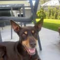 Photo of Annie