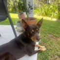 Photo of Annie