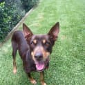 Photo of Annie