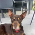 Photo of Annie