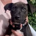 Photo of Pippa