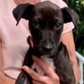 Photo of Pippa