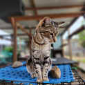 Photo of Felix