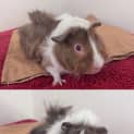Photo of Fuzzmeister 