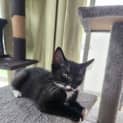 Photo of Moustachio