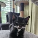 Photo of Moustachio
