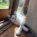Photo of Pudding