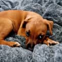 Photo of Chilli