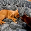 Photo of Chilli