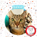 Photo of Lexie *9 Lives Project Rescue*
