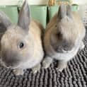 Photo of 🐰Peanut & Cashew🐰 (Located In Werribee South)