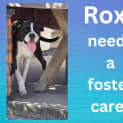 Photo of Roxx