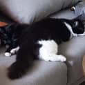 Photo of Holiday & Sabata