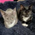Photo of Holiday & Sabata
