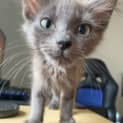 Photo of Freya