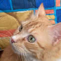 Photo of Pumpkin