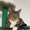 Photo of Shorty