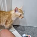 Photo of Waffles